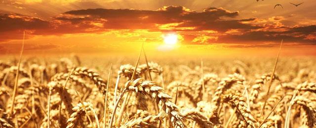 Wheat Field